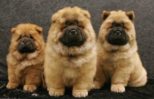 puppies-for-sale-vic