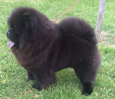 Coat Types and Colours - Chow Chow Club of Victoria
