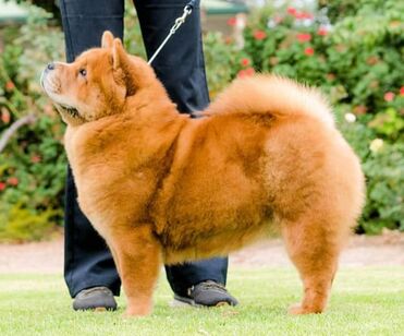 Coat Types and Colours - Chow Chow Club of Victoria